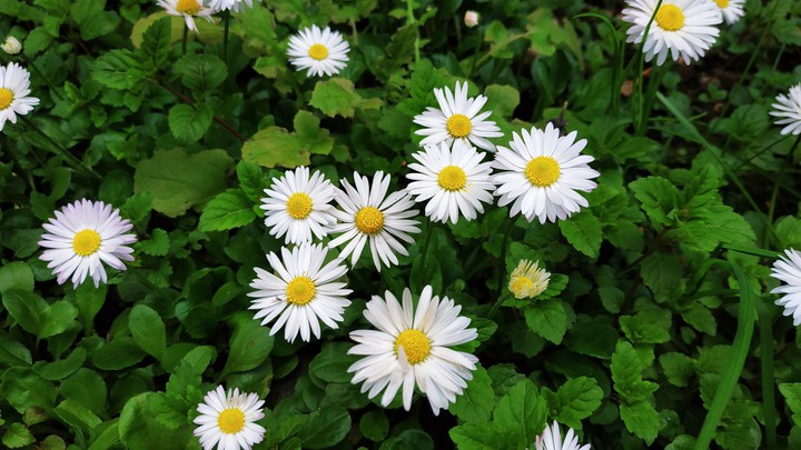 flowers