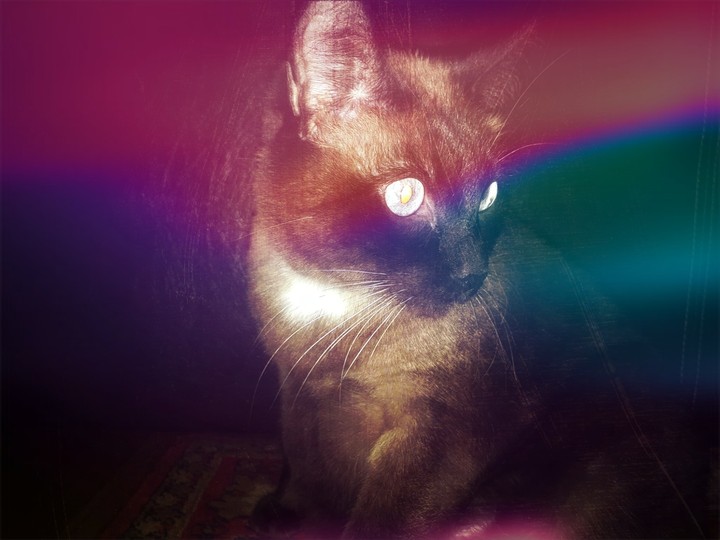 #кошка