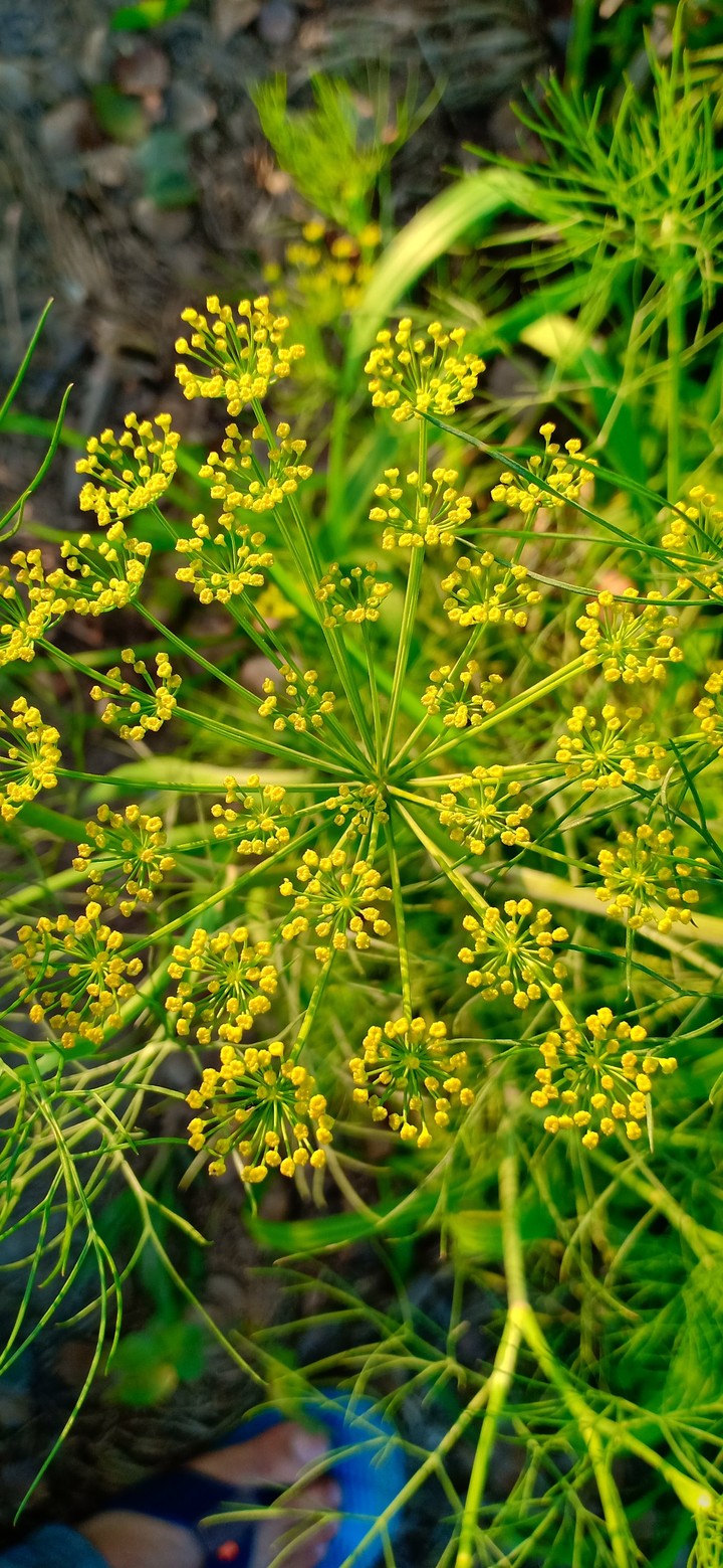 FLOWER 11