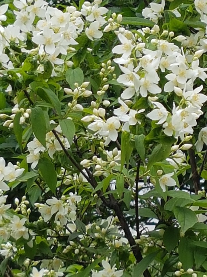 White flowers