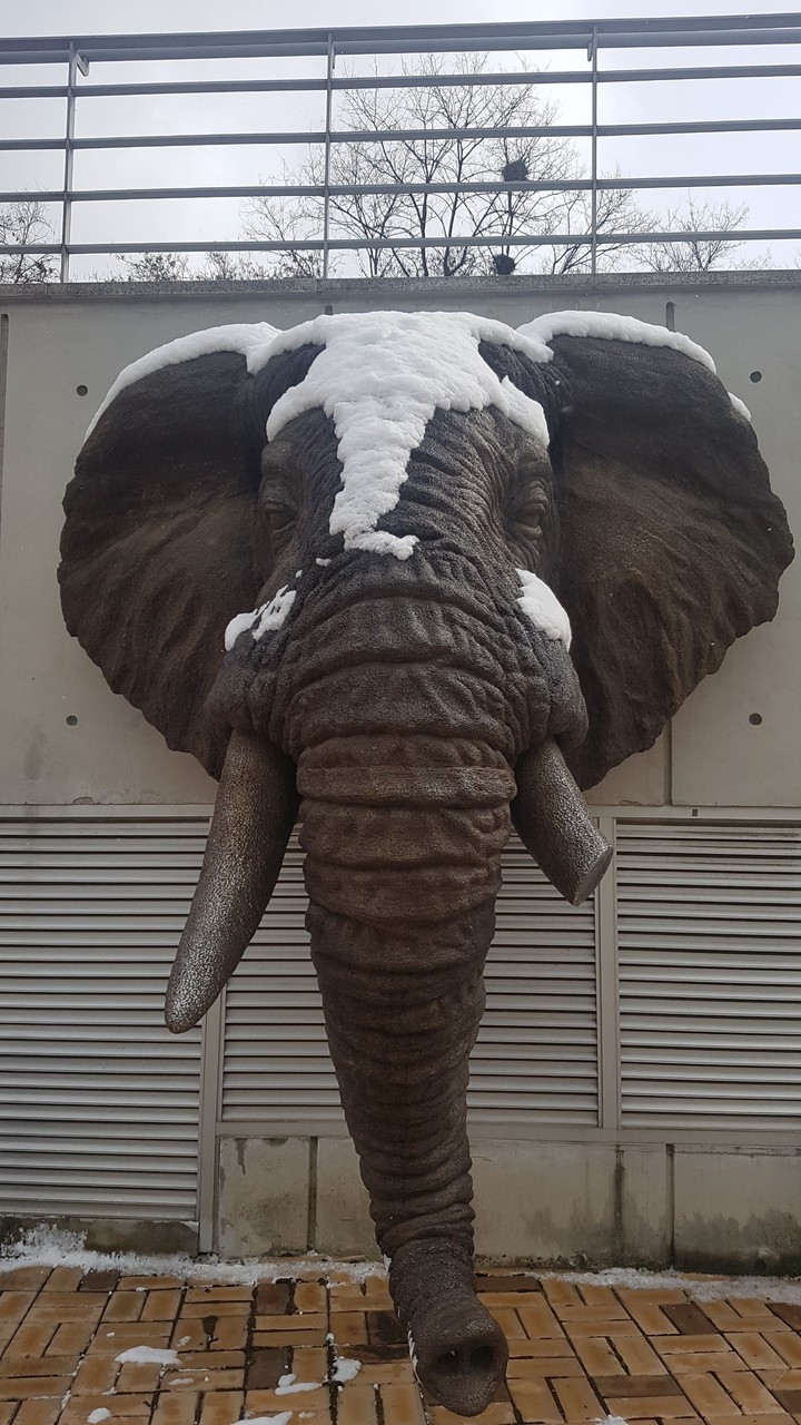 코끼리