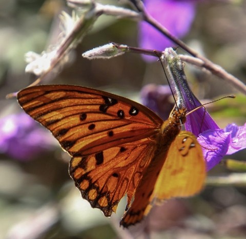 butterfly, Yellow壁紙