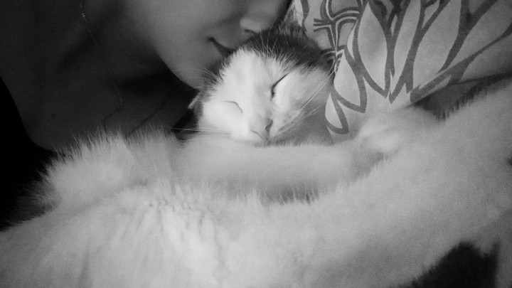Кот