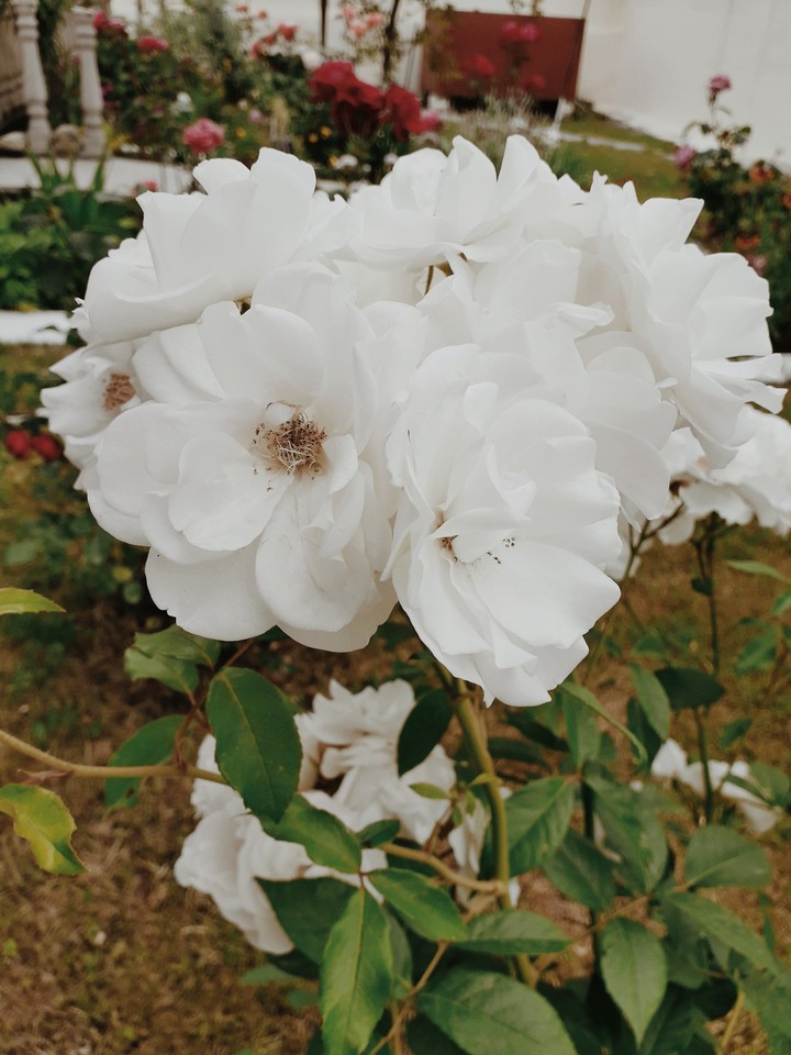 flower#white