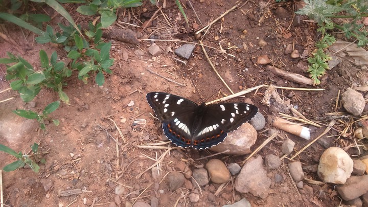 Бабочка