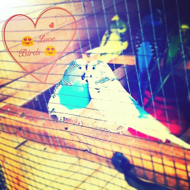Parrots