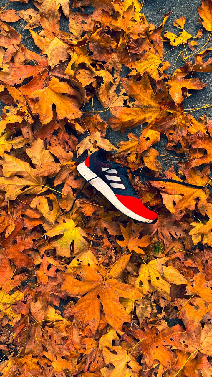 autumn and shoe