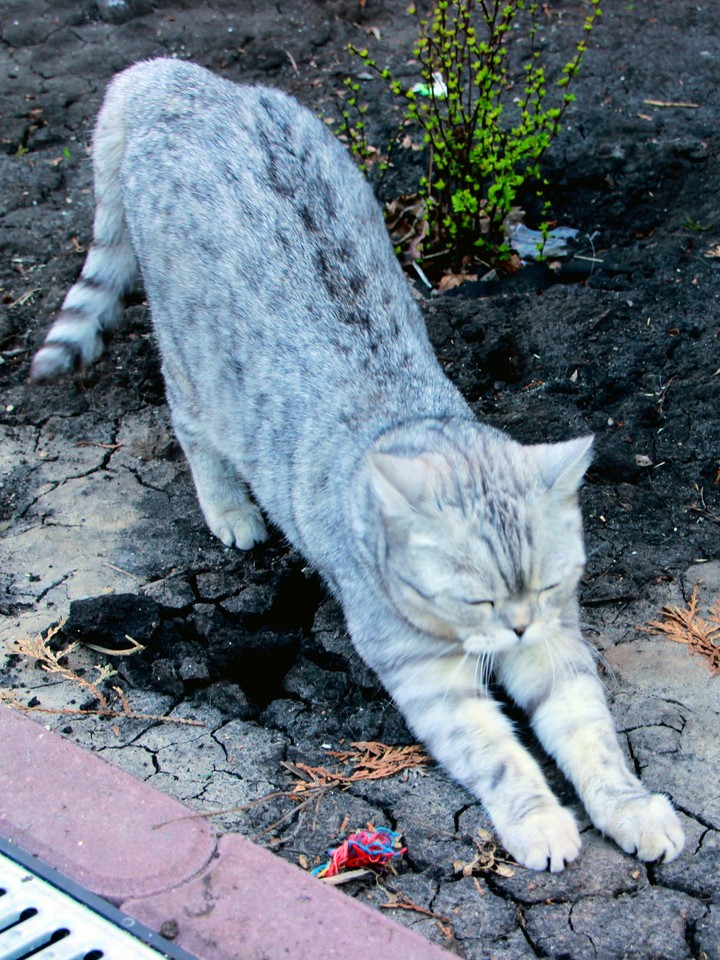 Cat"Marusia "