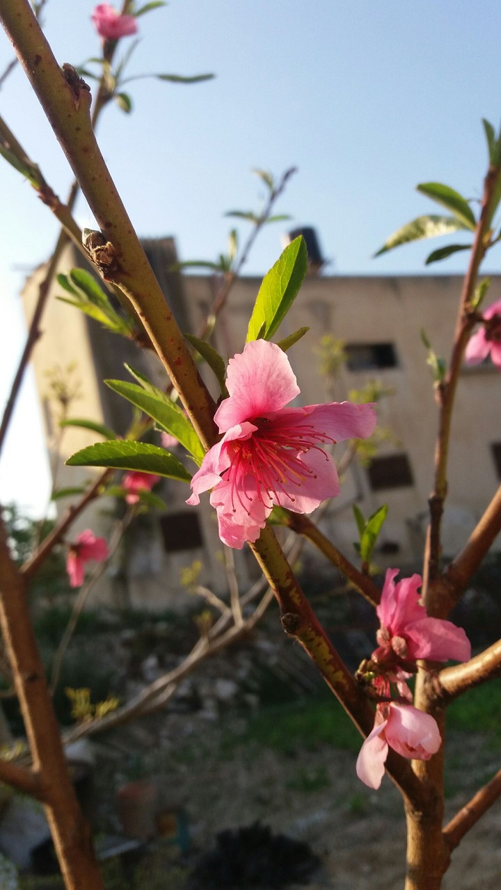 nice flower
