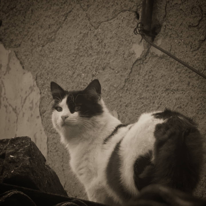 cat=^•^=
