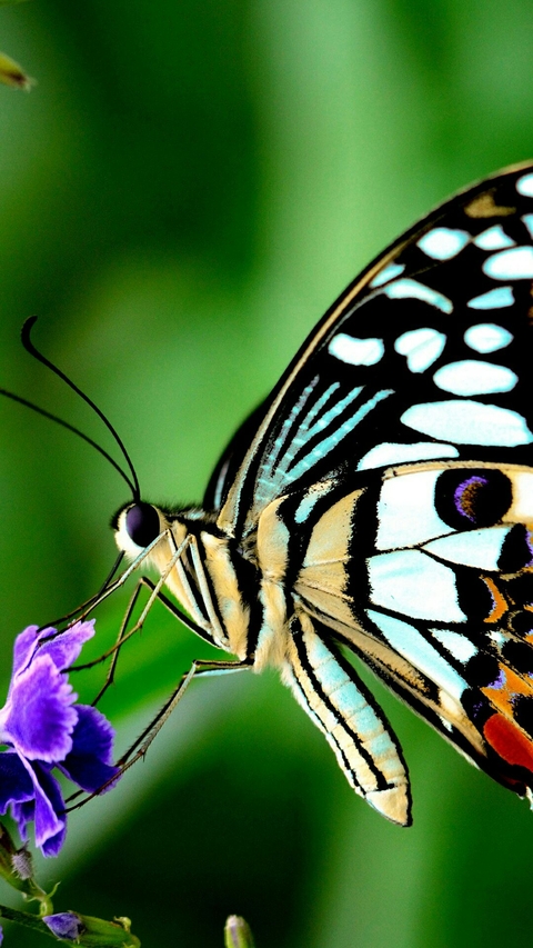 butterfly