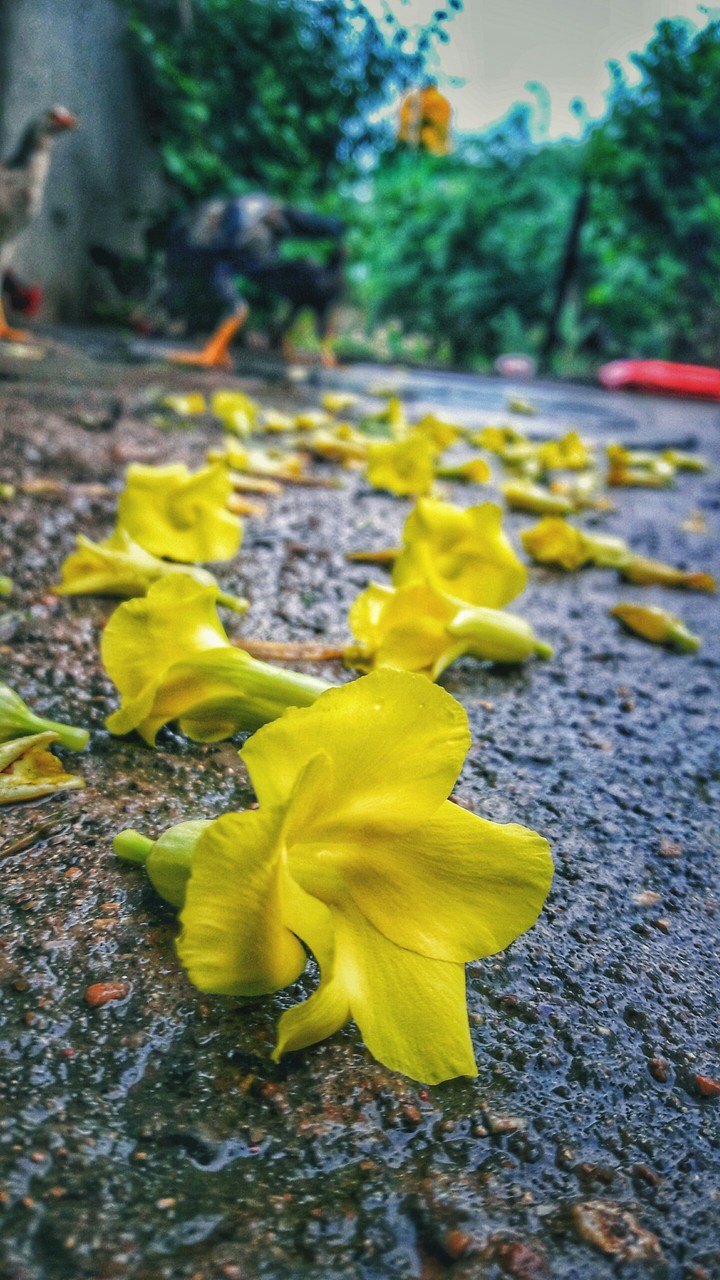 STREET LIFE