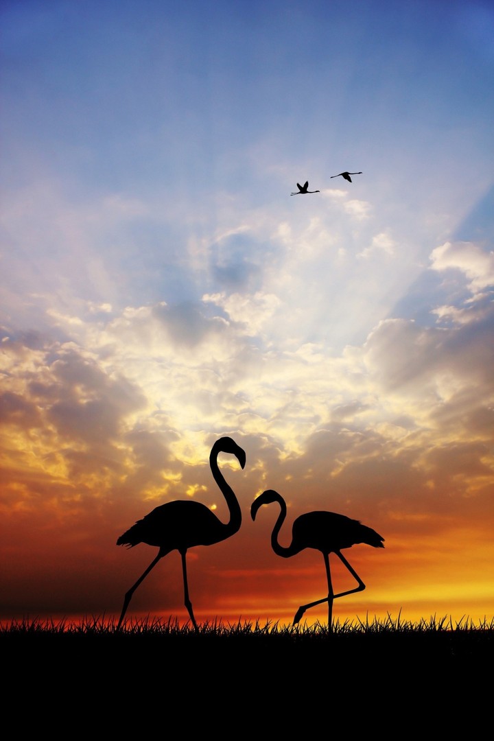 flamingos