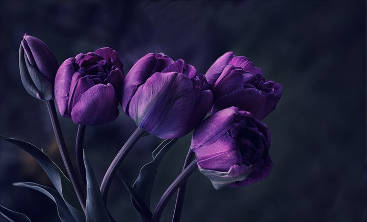 dark Purple