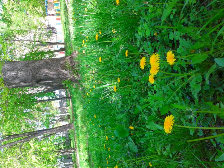summer glade