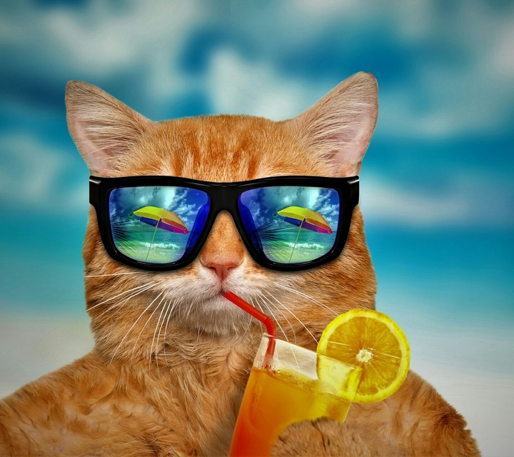 Summer Cat