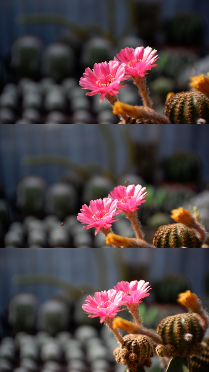 #cactus #garden #lobivia #pink #แคคตัส #กระบองเพชร#รีบูเทีย