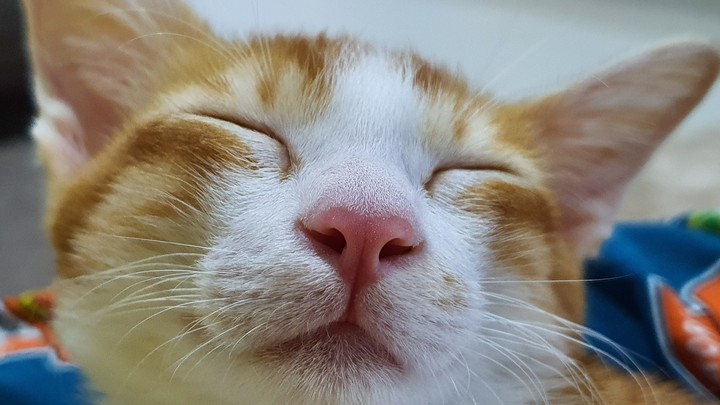 kitty