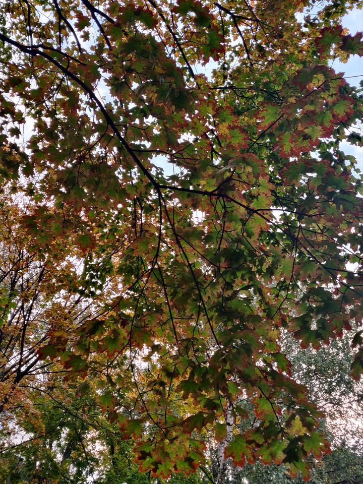 Autumn leaves