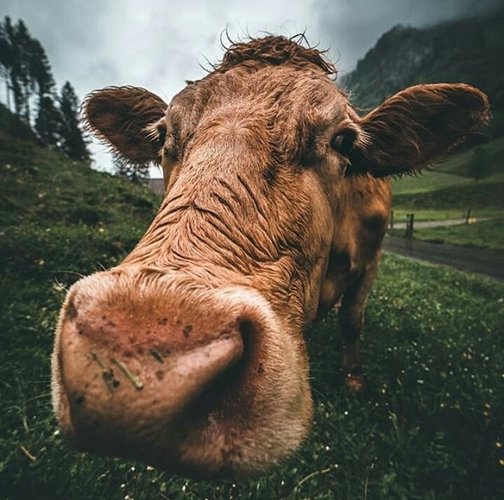 cow