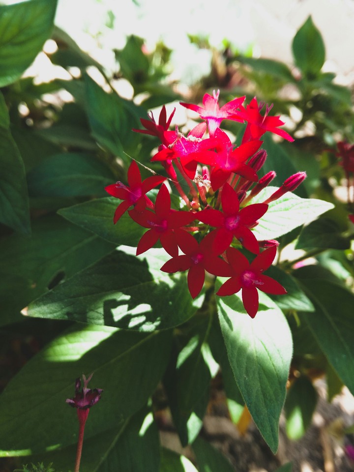"flowers in the morning"