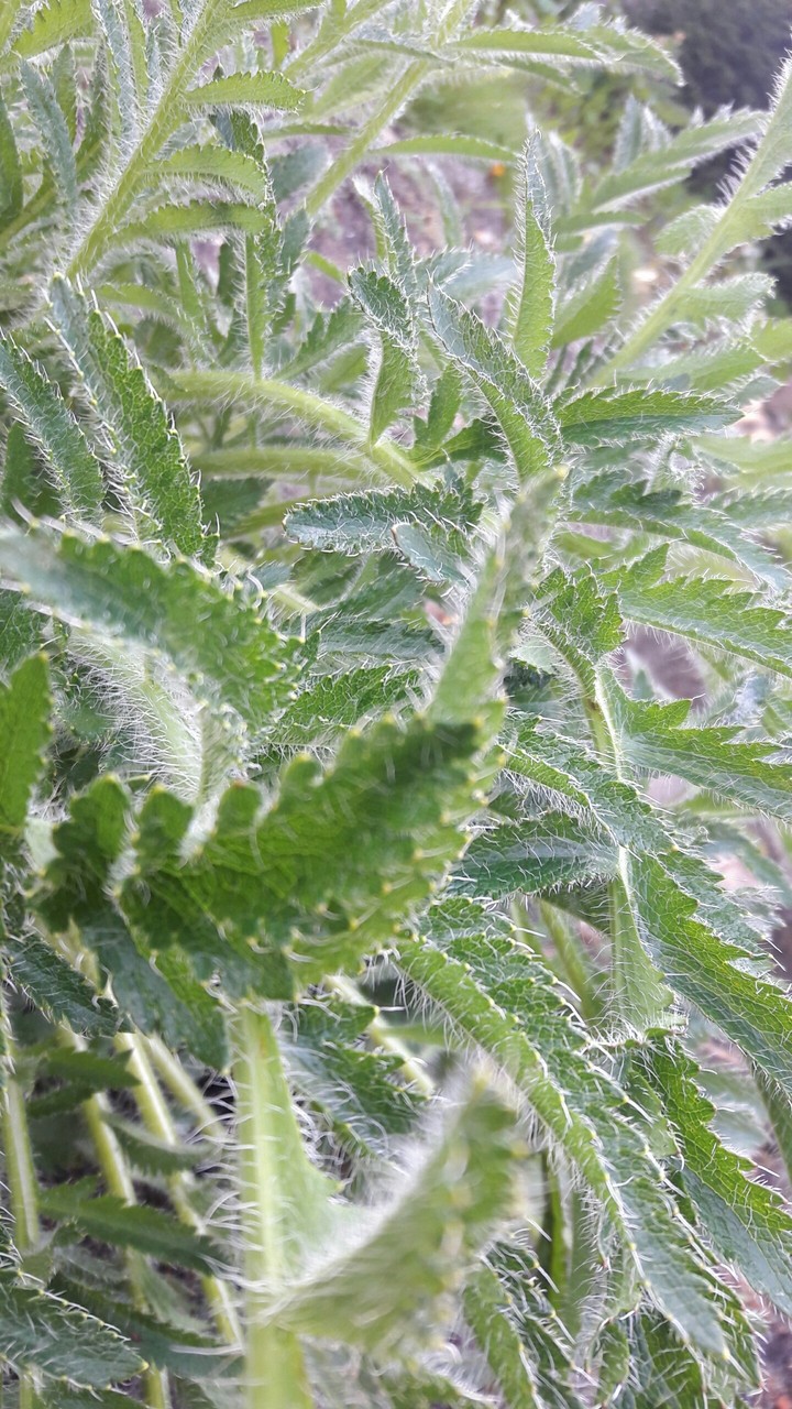 Zielony
