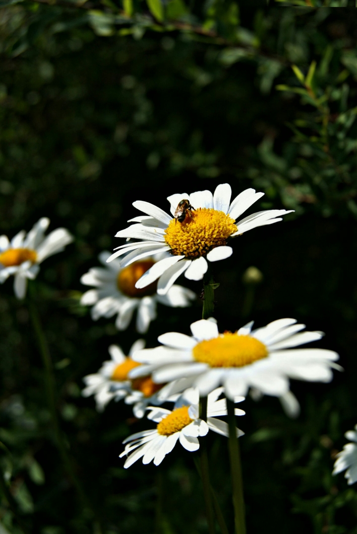 chamomile