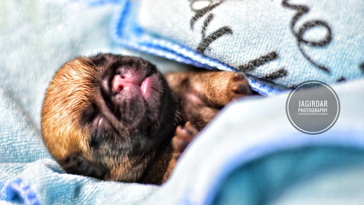 Baby pug