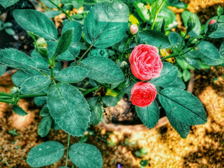 Rose love