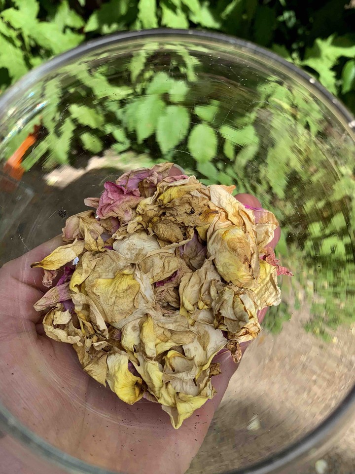 rose pedals