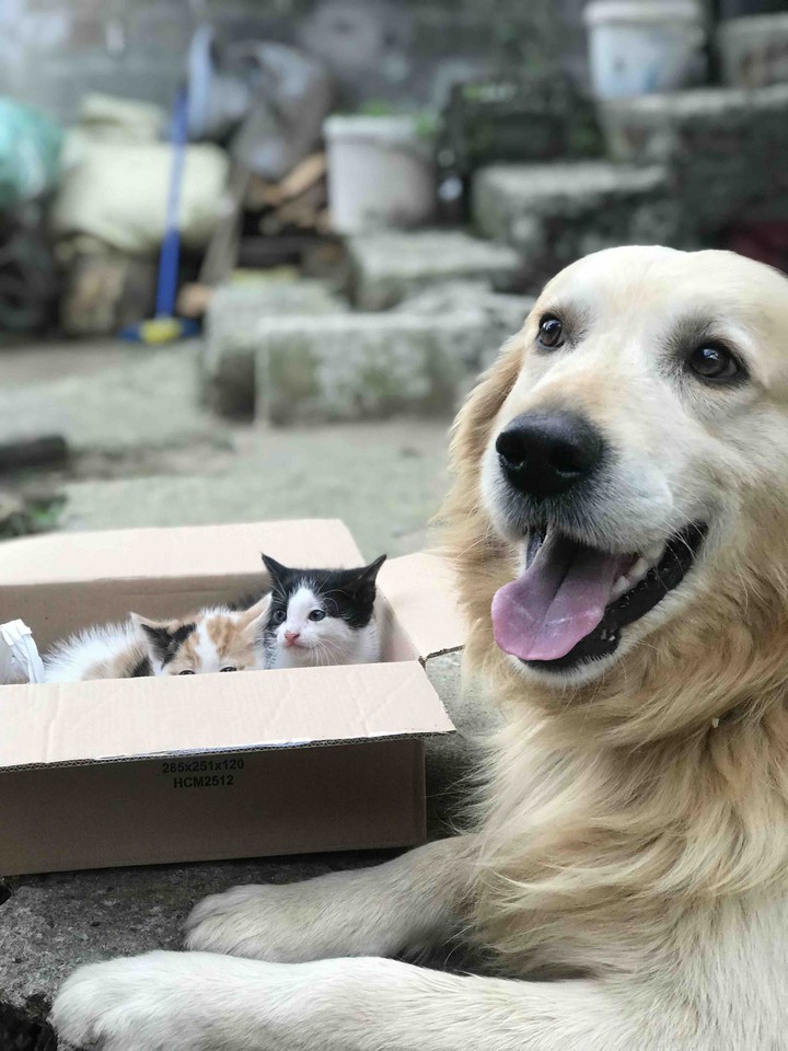 GoldenRetriever