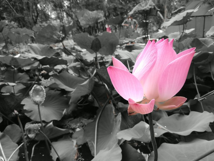 lotus
