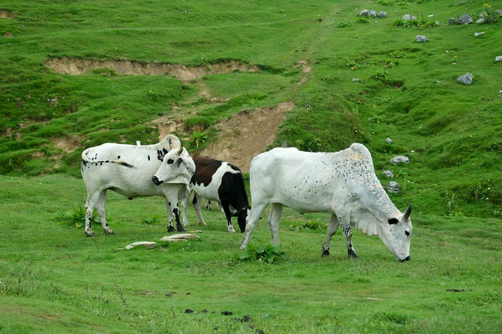 Bulls
