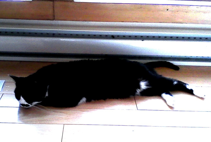 my cute cat patate