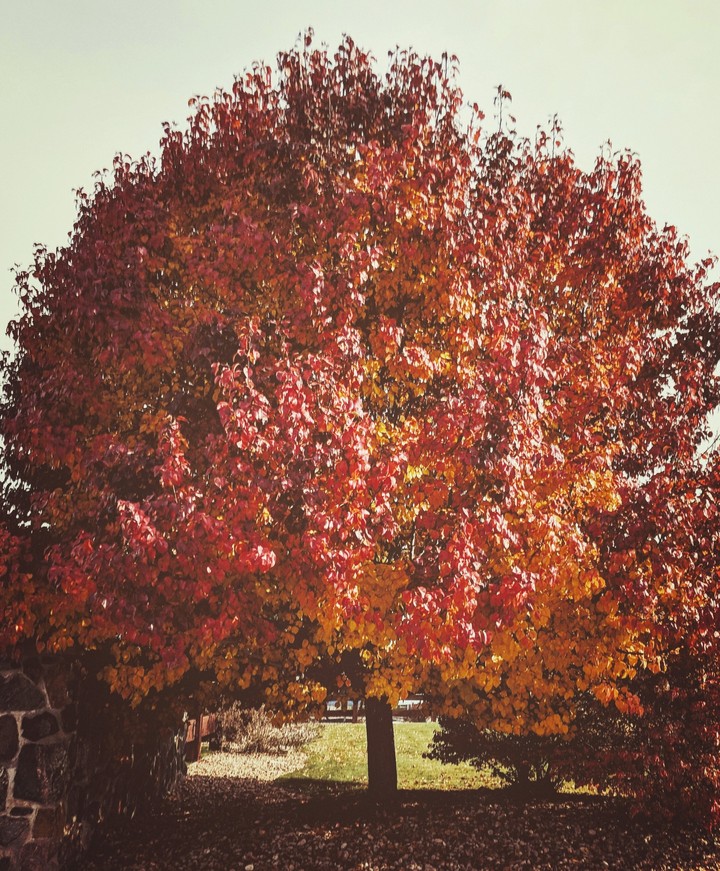 fall in the hood