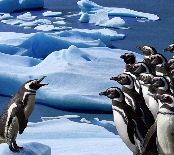 Penguins