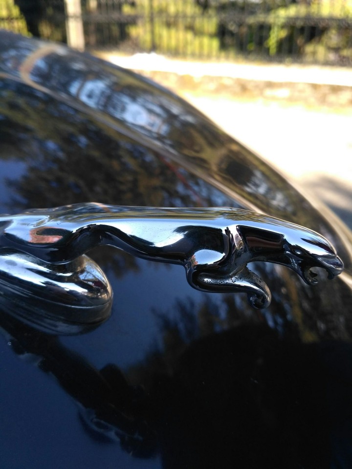 jaguar