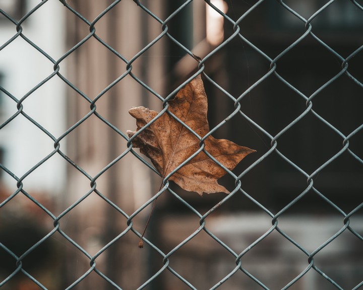 leaf