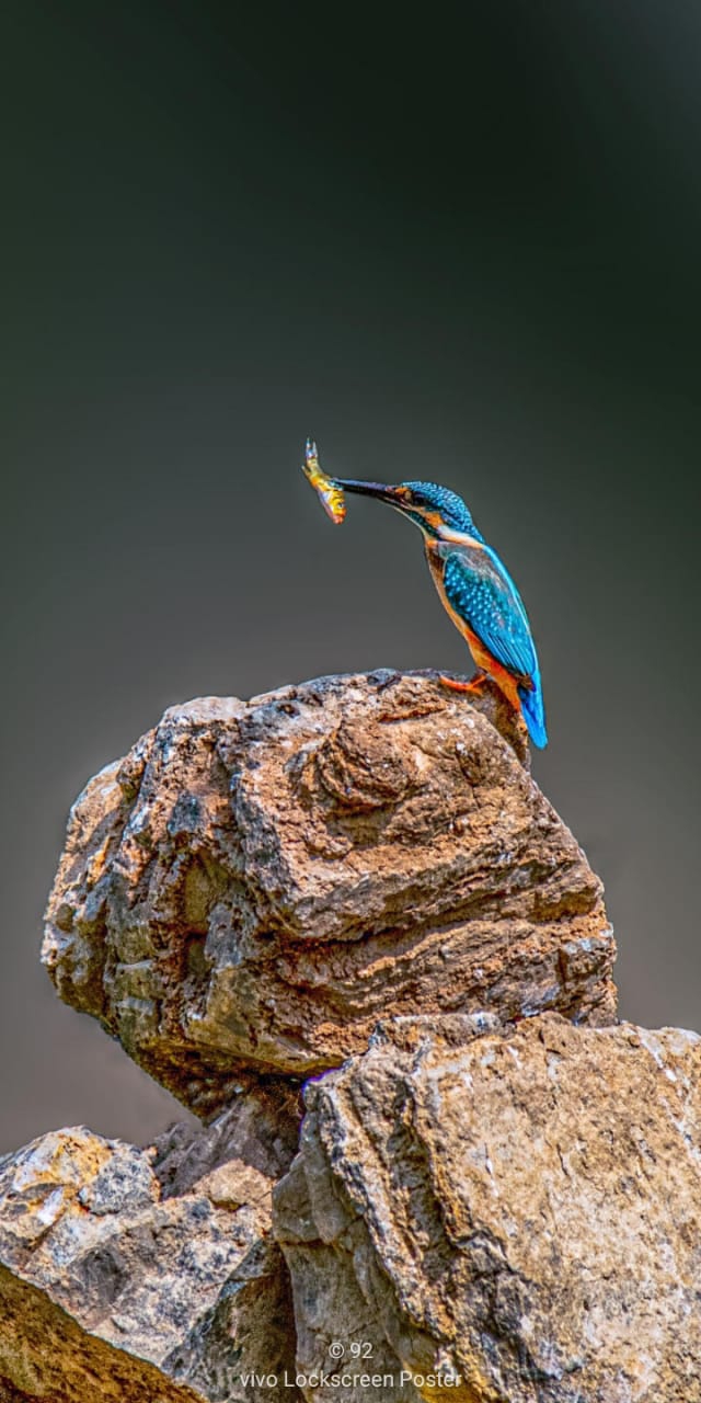 kingfisher