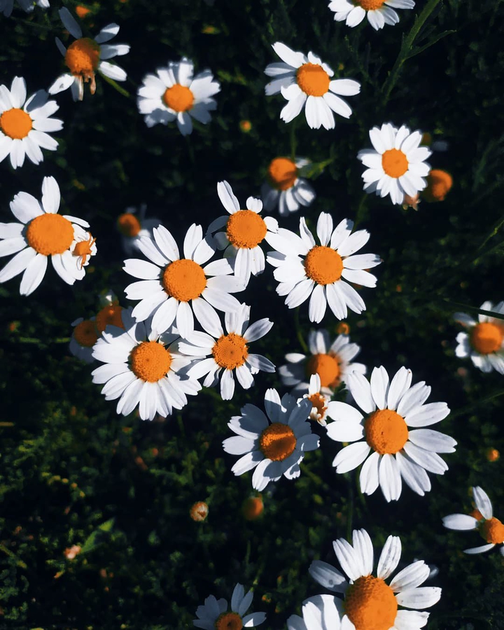 chamomile