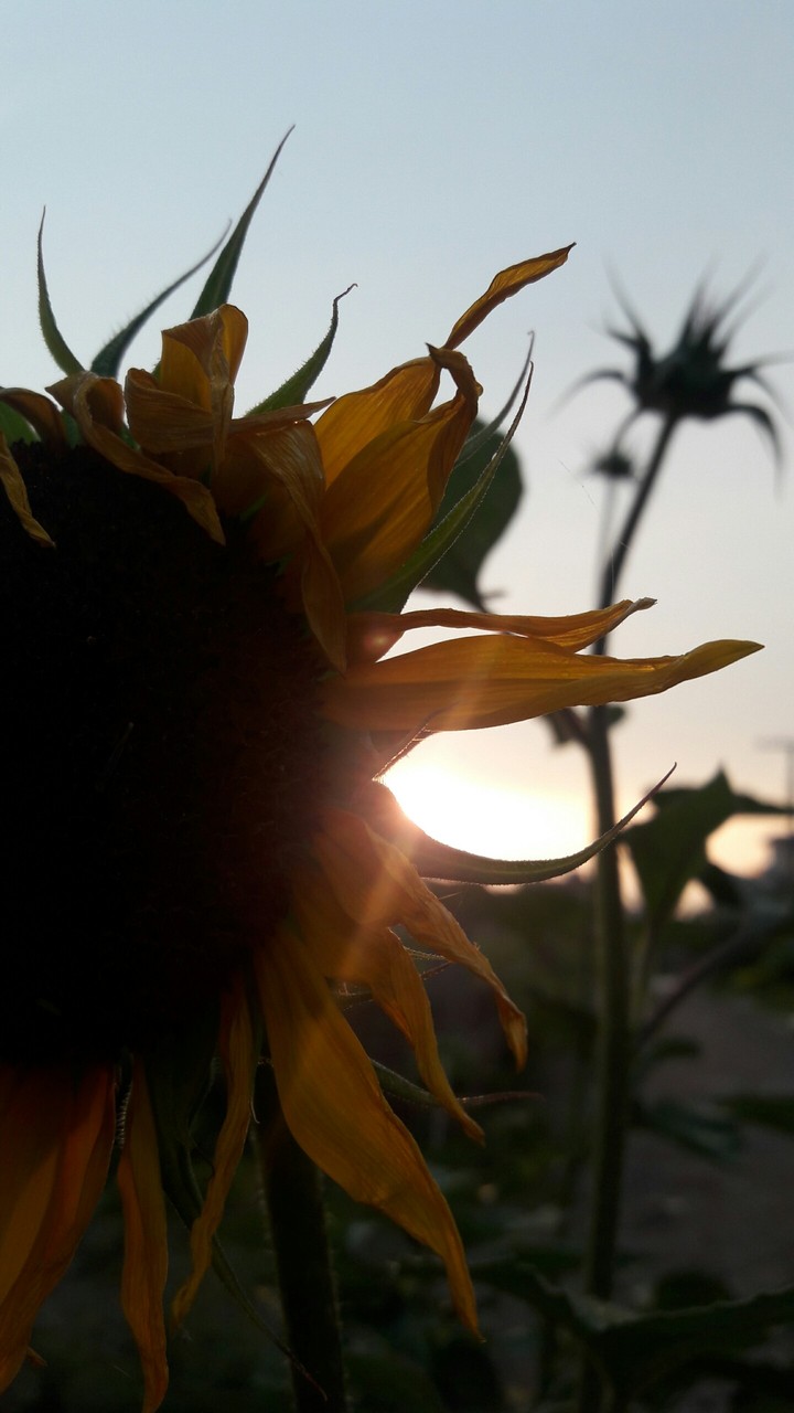 dying sunflower (sunrise)