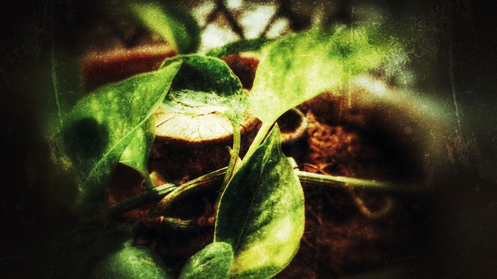 The green leaves