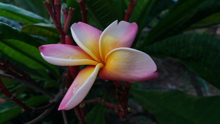 May Flower