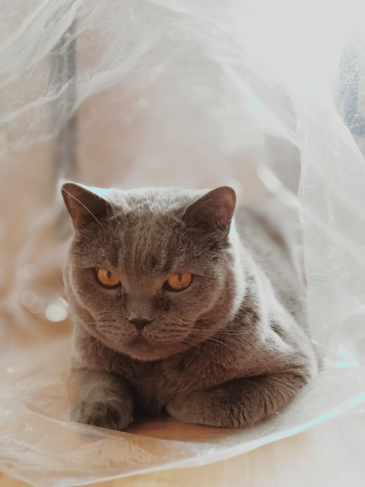 cat
