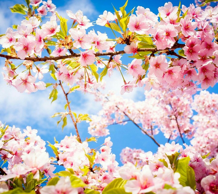 Blossom