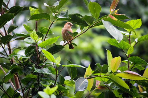 sparrow
