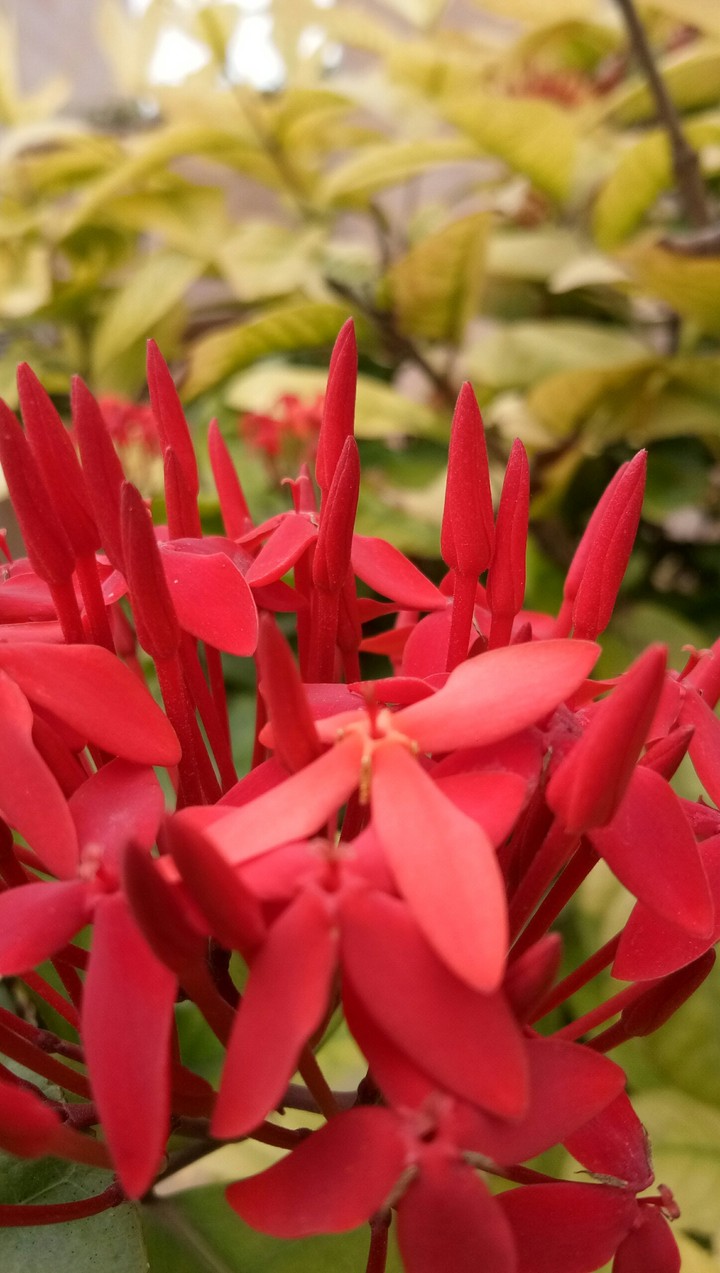 red flowers
