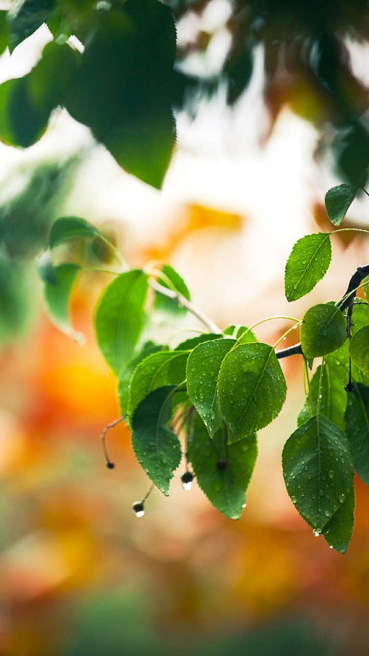 leaves in rain