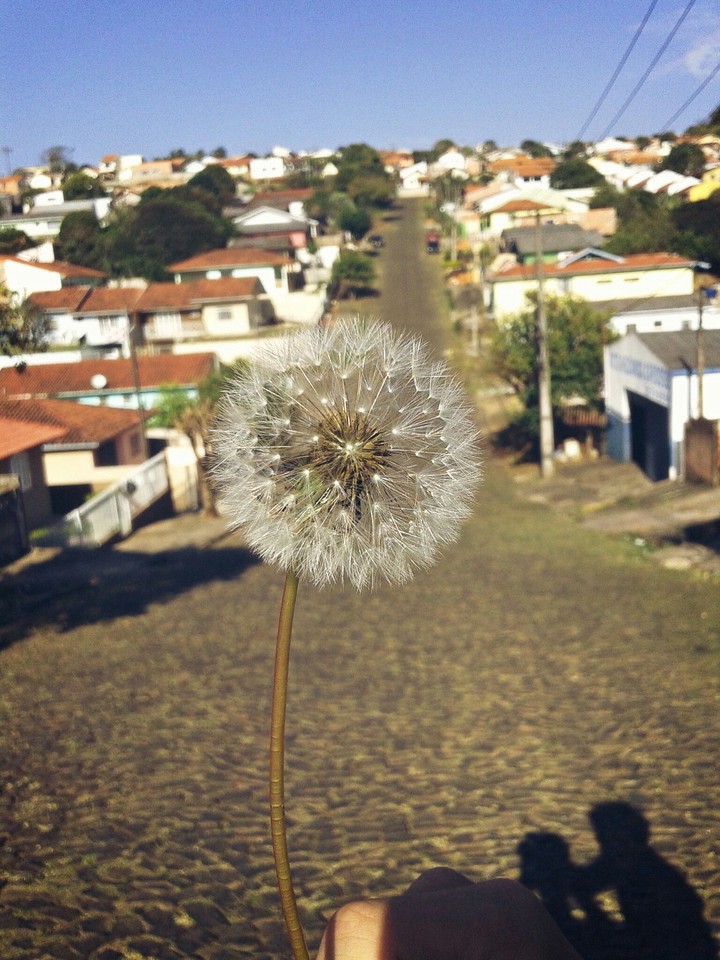 Dandelion