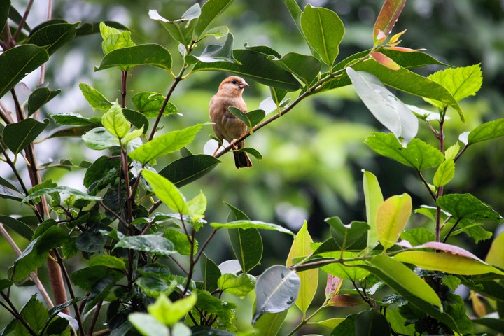 sparrow